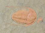 Hamatolenus vincenti Trilobite - Tinjdad, Morocco #63105-1